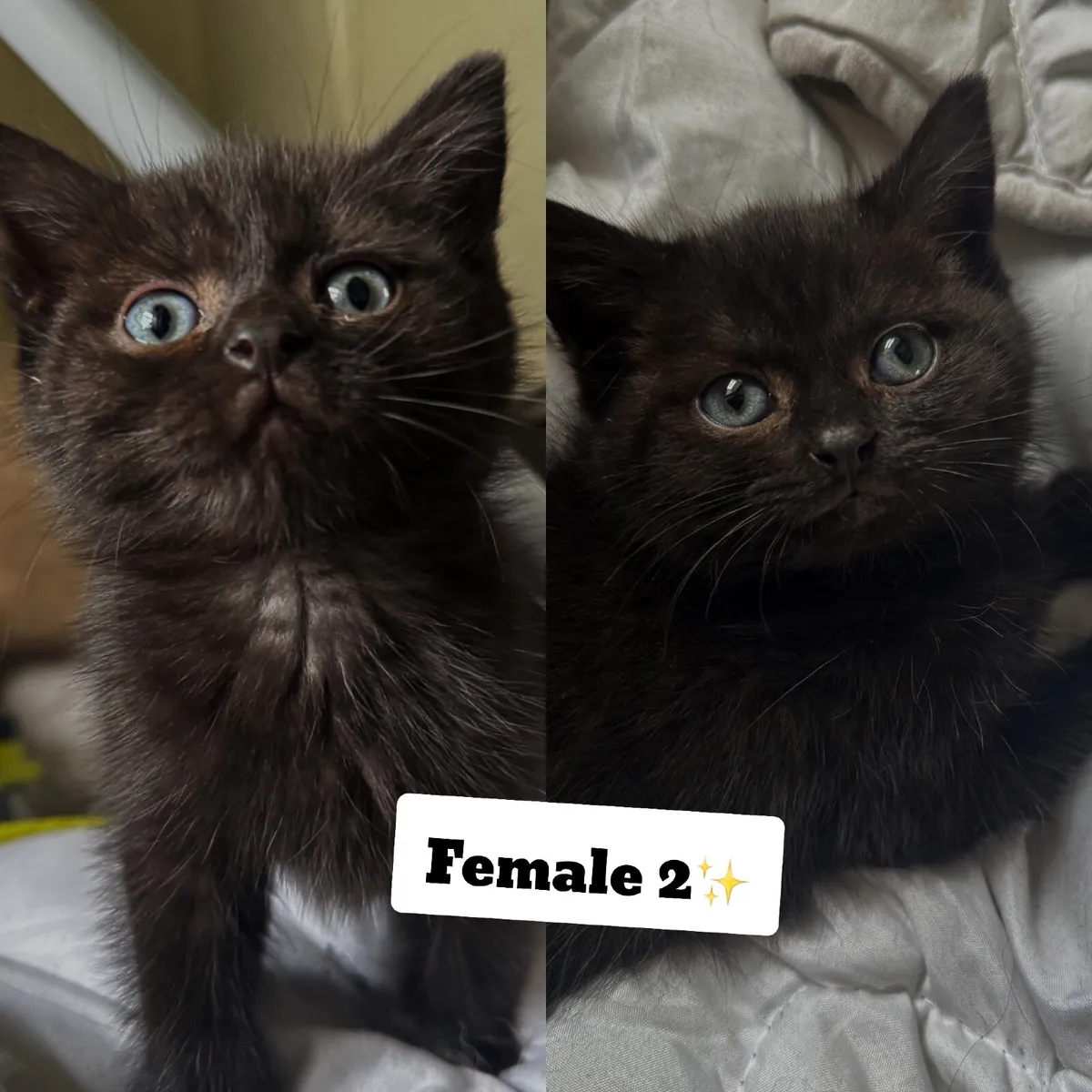 British shorthair kittens CROSS - Image 3
