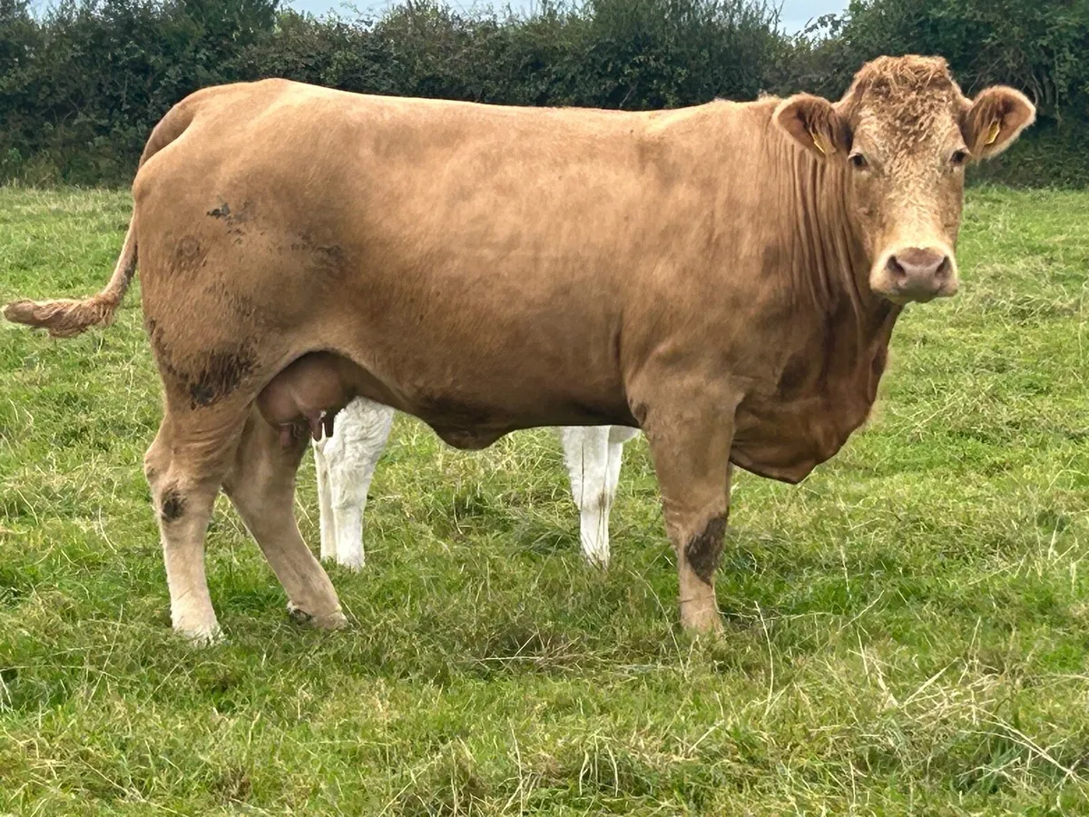 Super u grade charlois cow and calf - Image 2