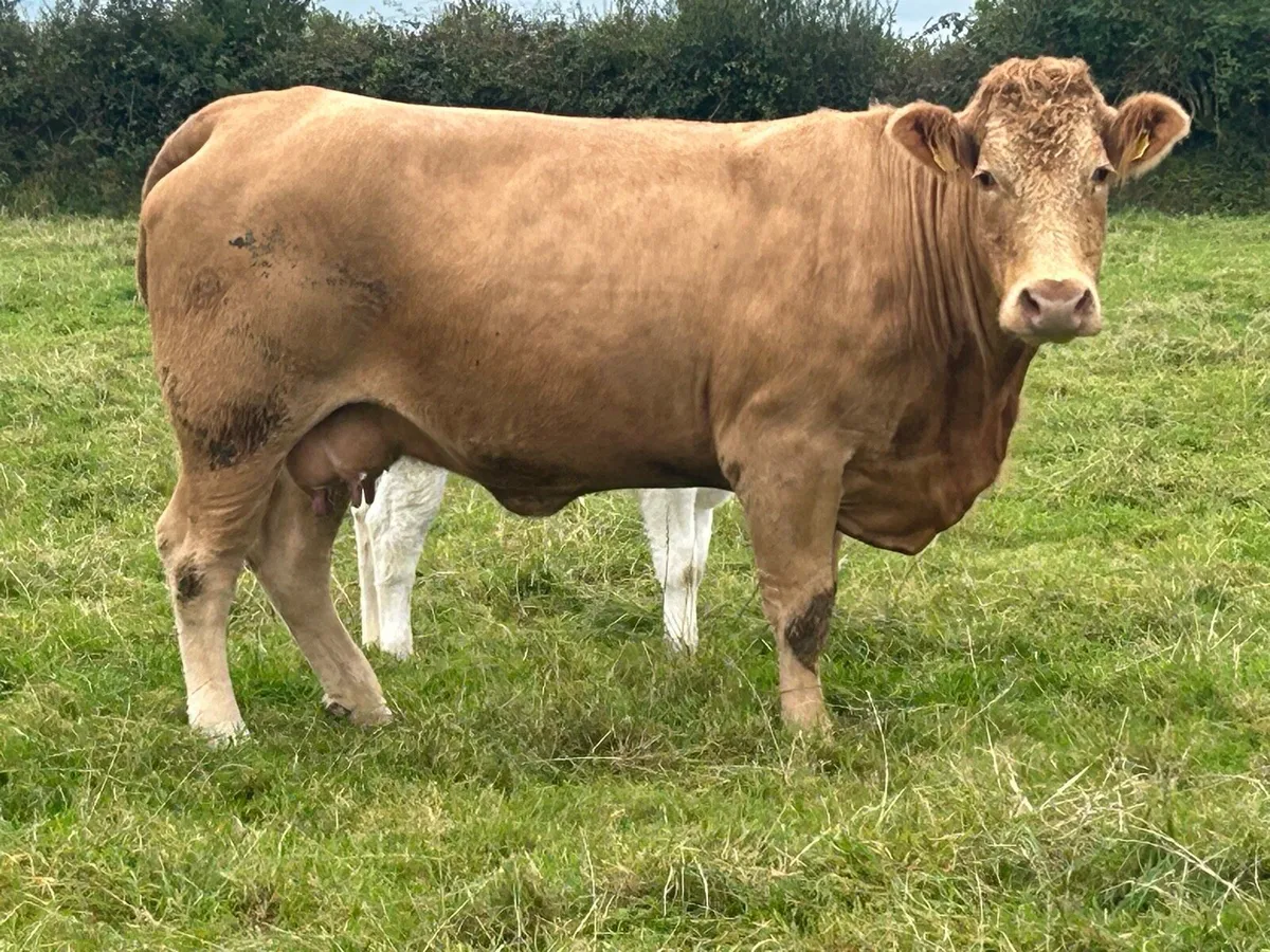 Super u grade charlois cow and calf - Image 3