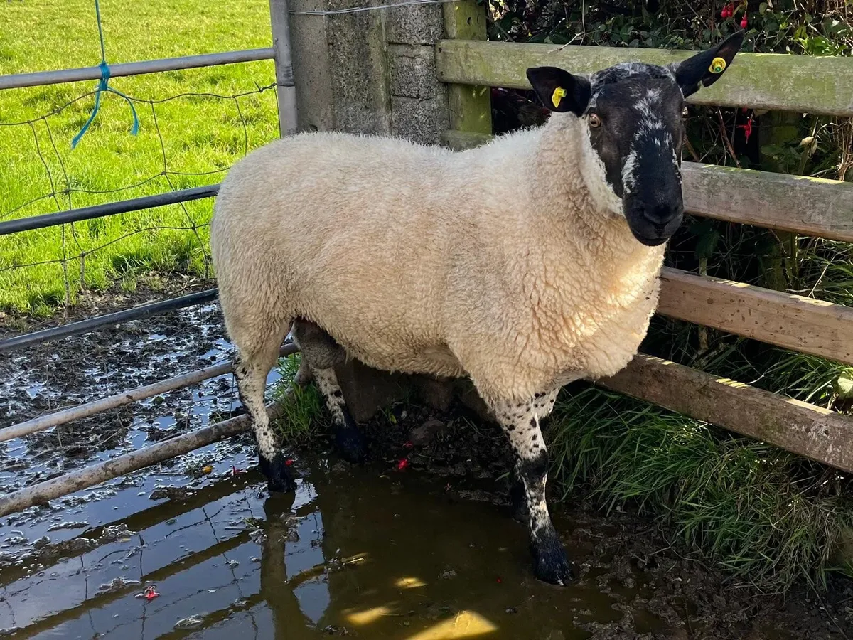 Hogget Milford Ram - Image 2