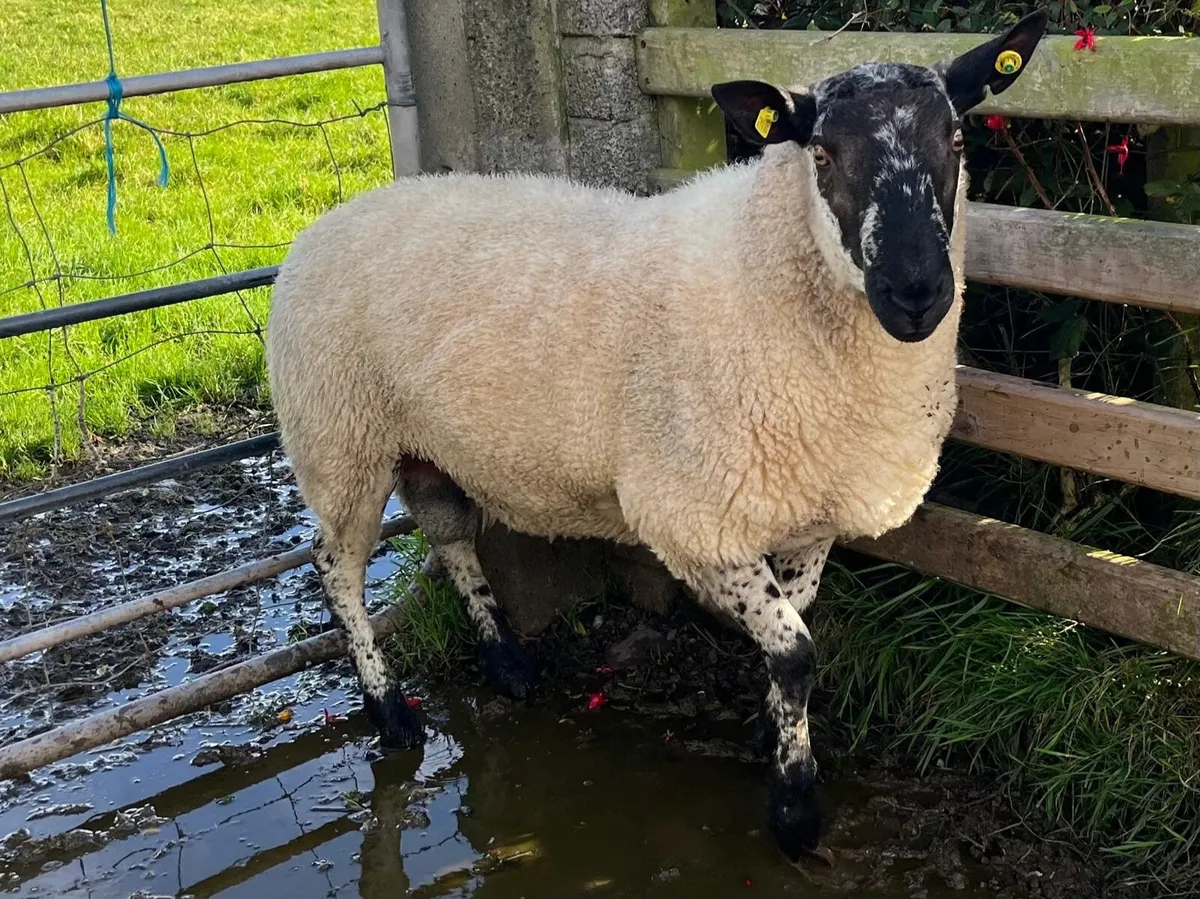 Hogget Milford Ram - Image 3