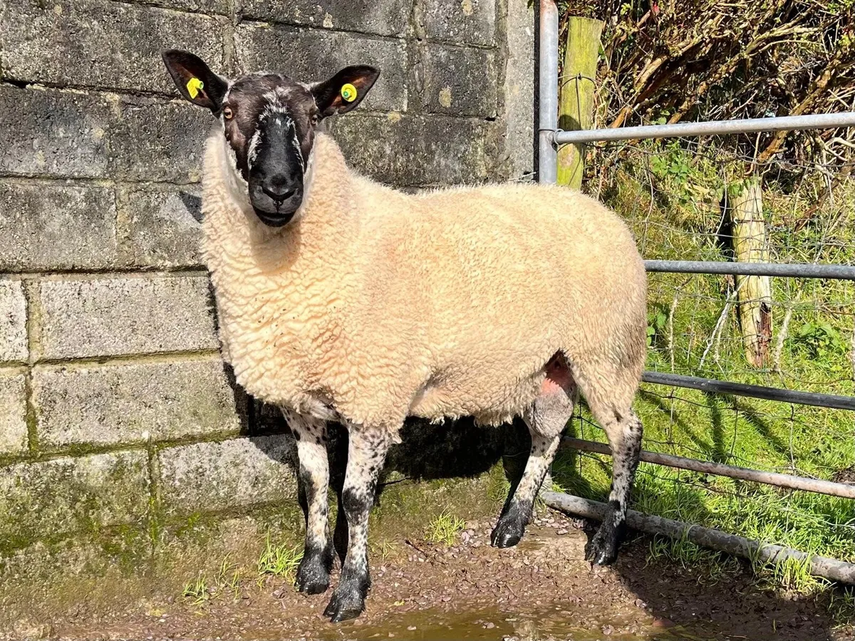 Hogget Milford Ram - Image 4