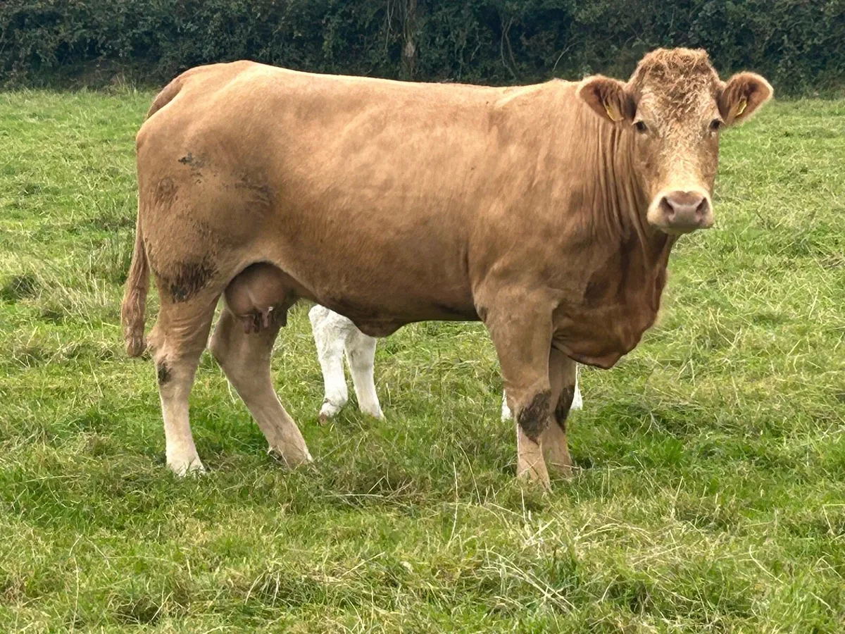 Super u grade charlois cow and calf - Image 4