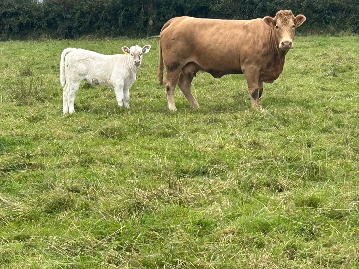Super u grade charlois cow and calf - Image 1
