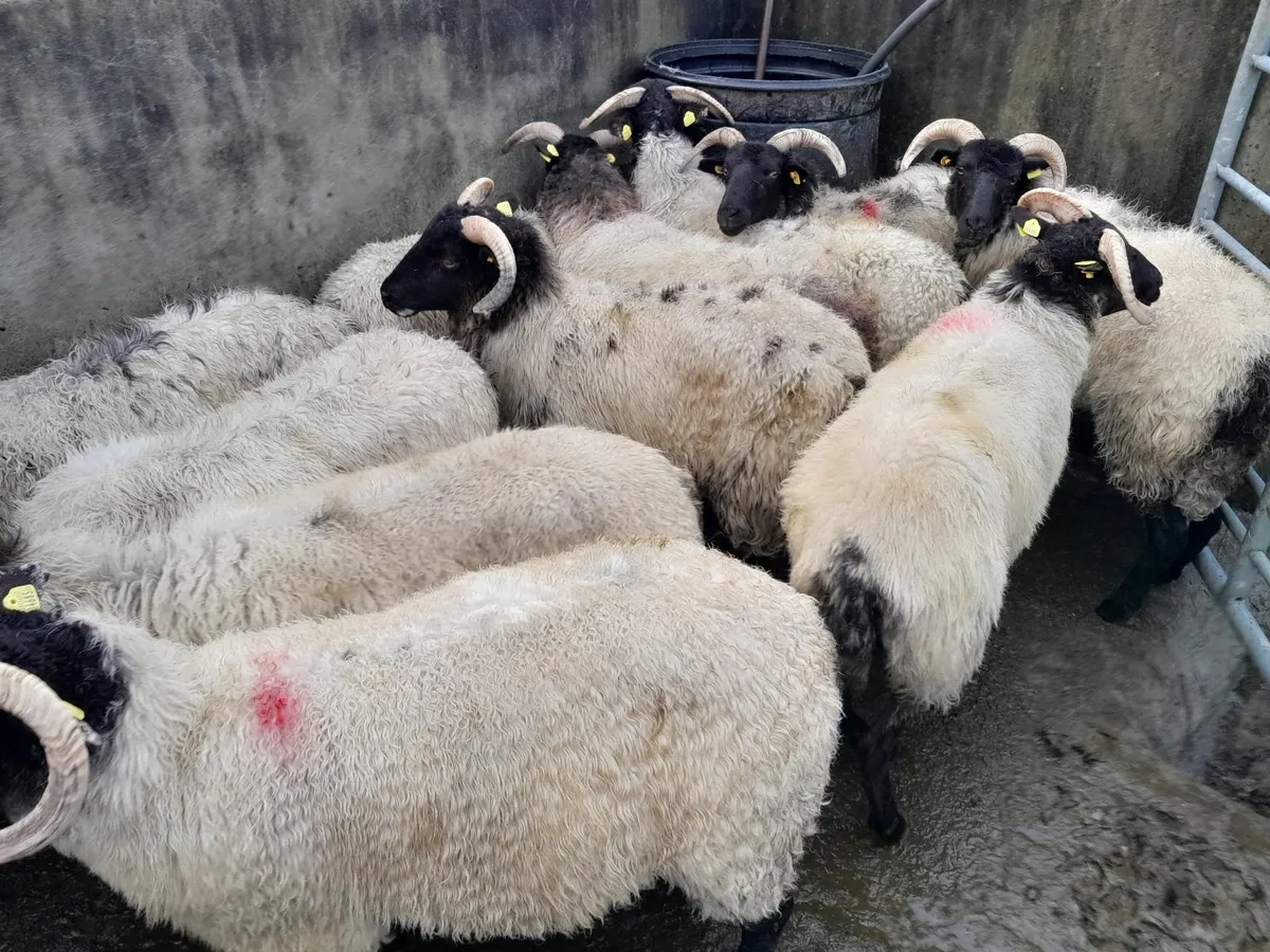 Mountain  sheep - Image 1