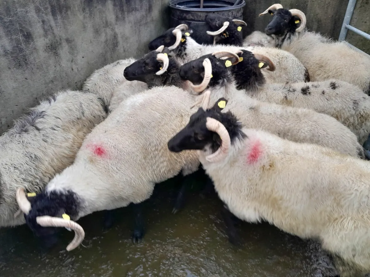 Mountain  sheep - Image 2