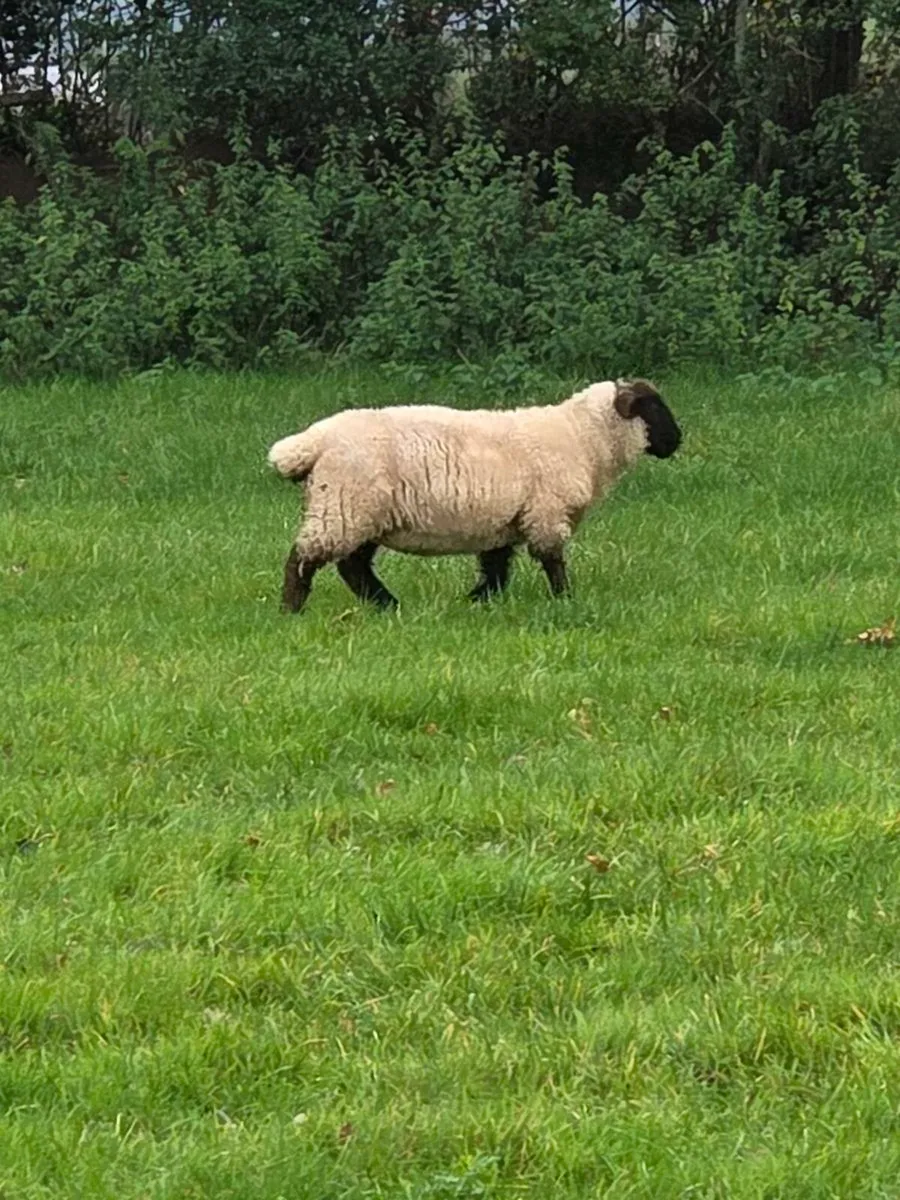 Store lambs