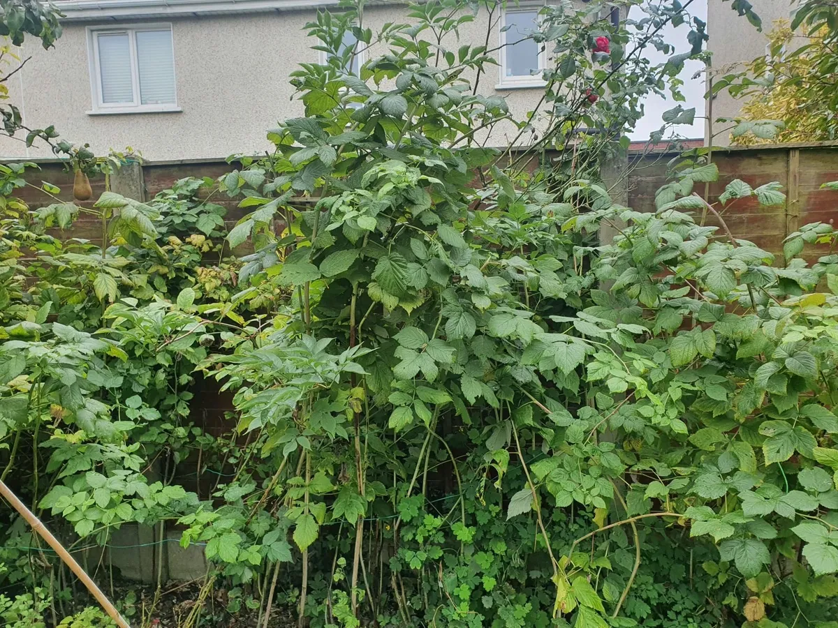 Raspberry canes