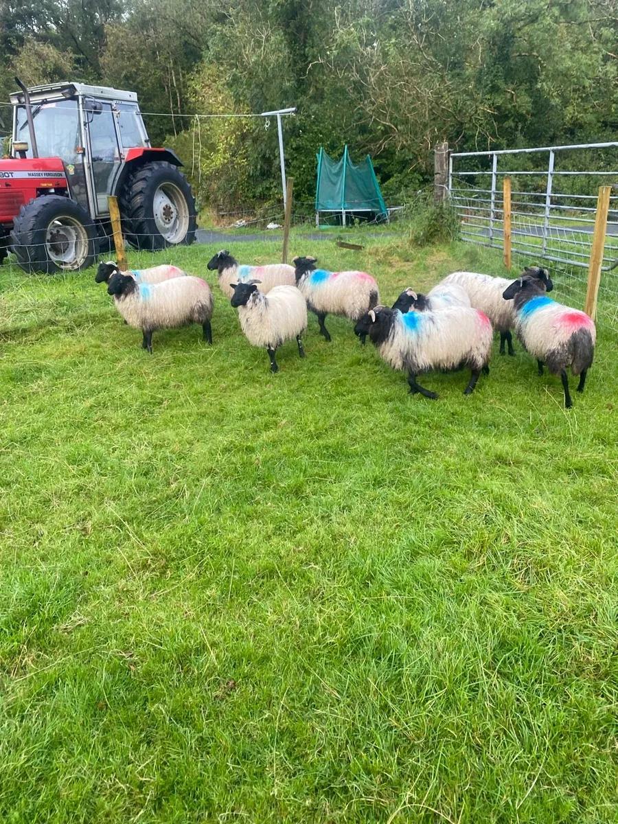 Mayo ewe lamb !!!!!! - Image 1