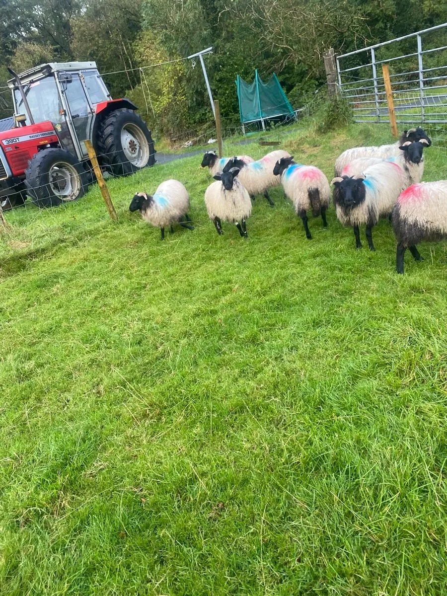 Mayo ewe lamb !!!!!! - Image 2