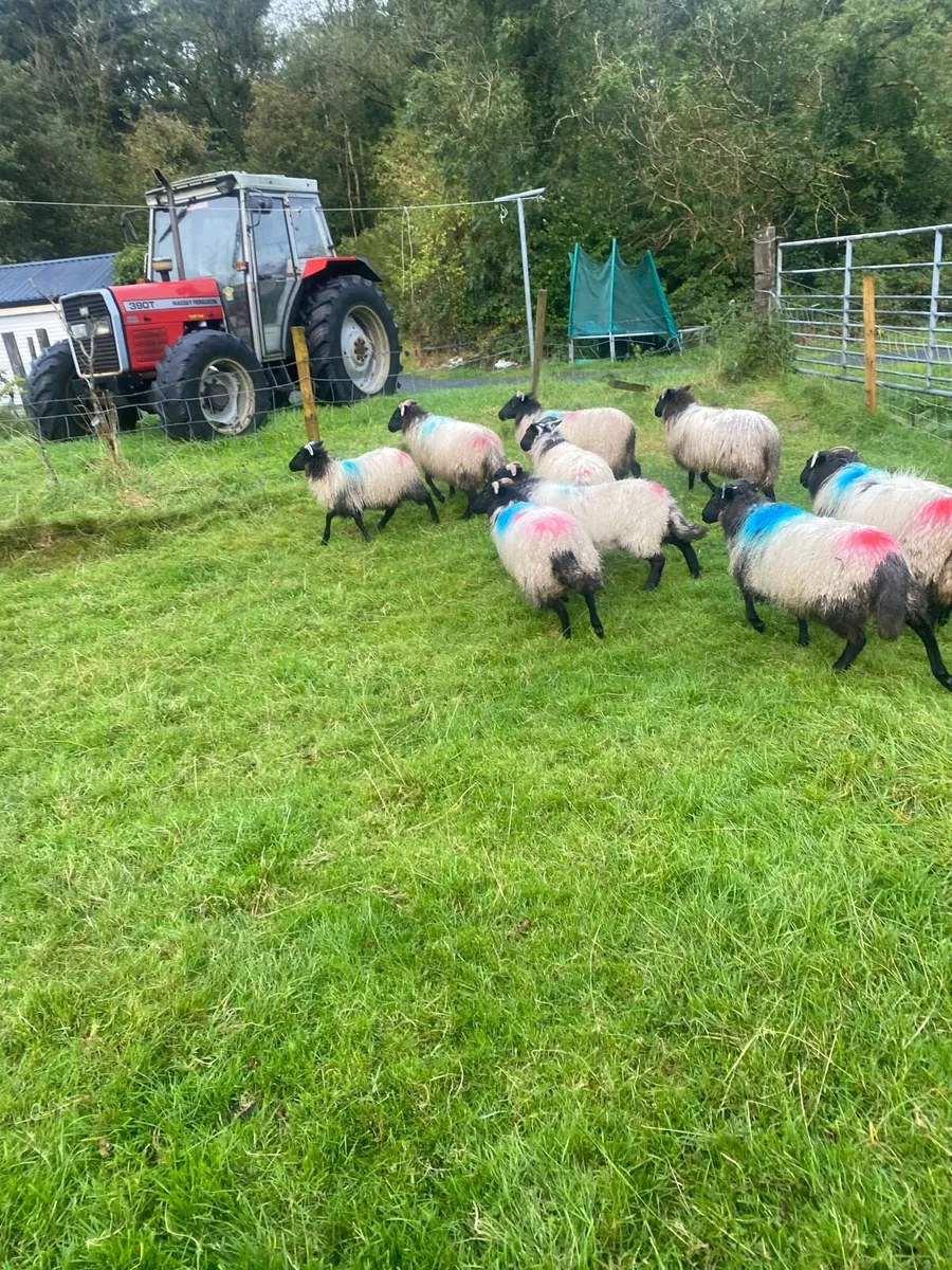 Mayo ewe lamb !!!!!! - Image 3