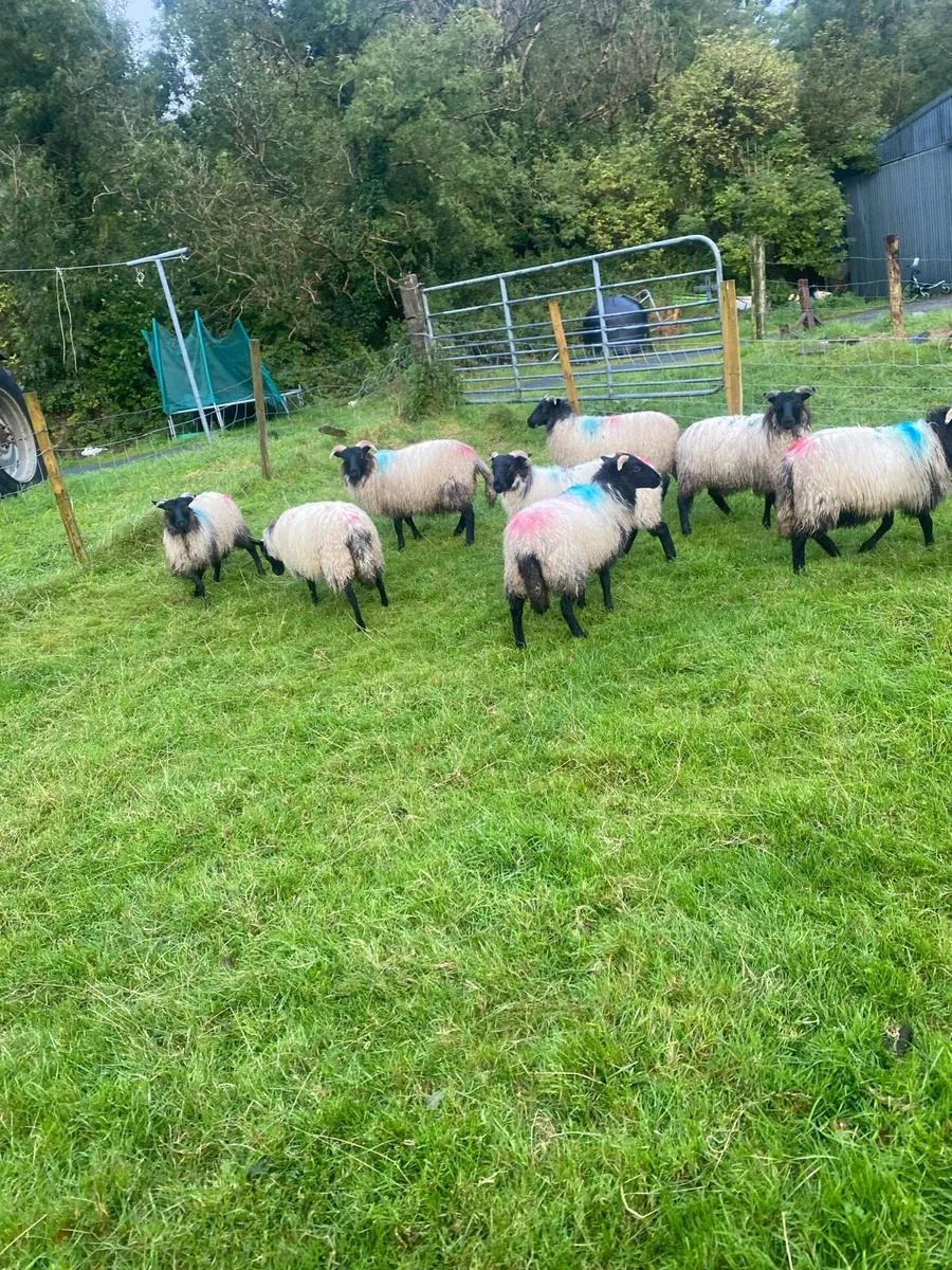 Mayo ewe lamb !!!!!! - Image 4
