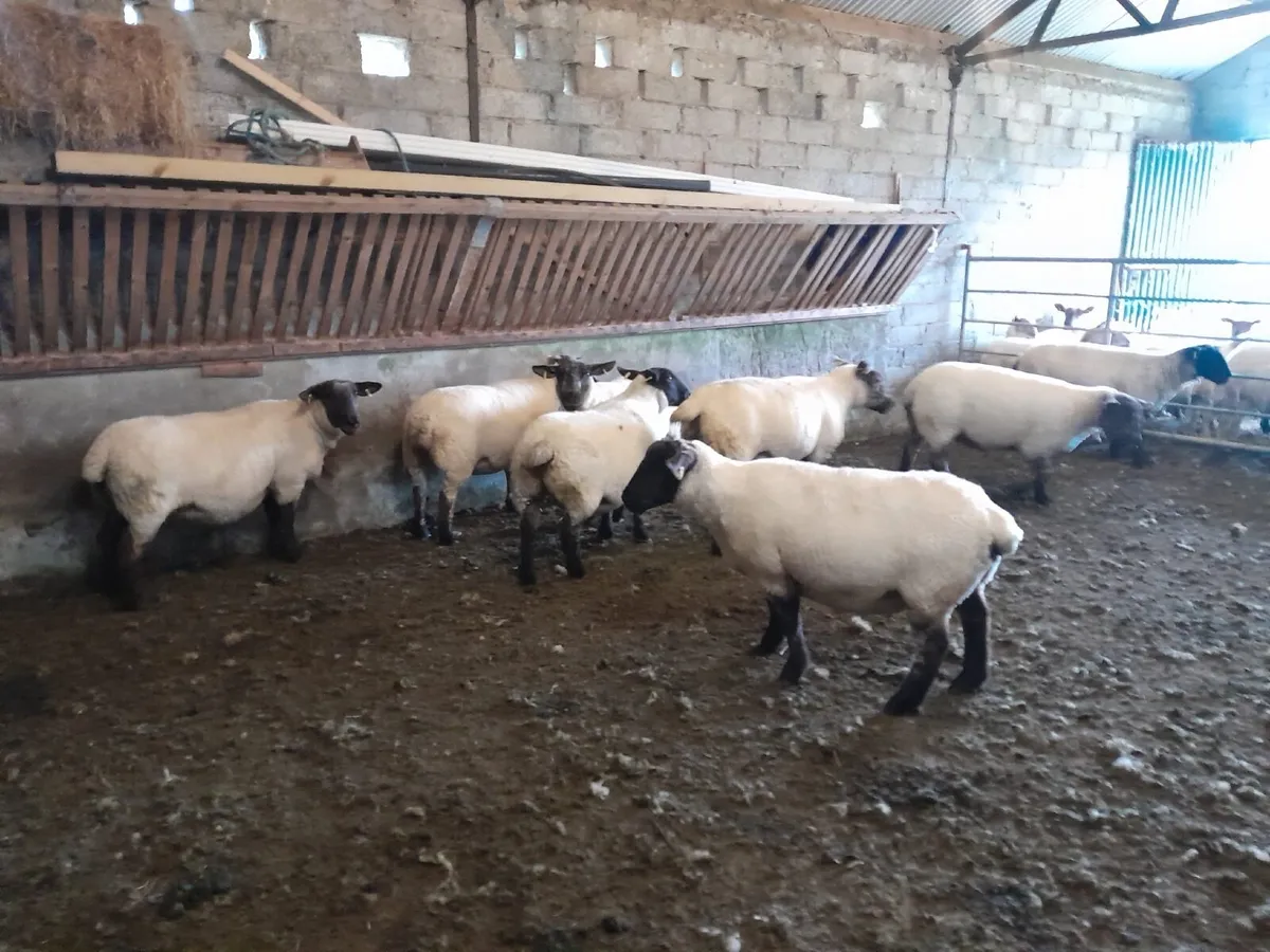 Sheep - Image 2