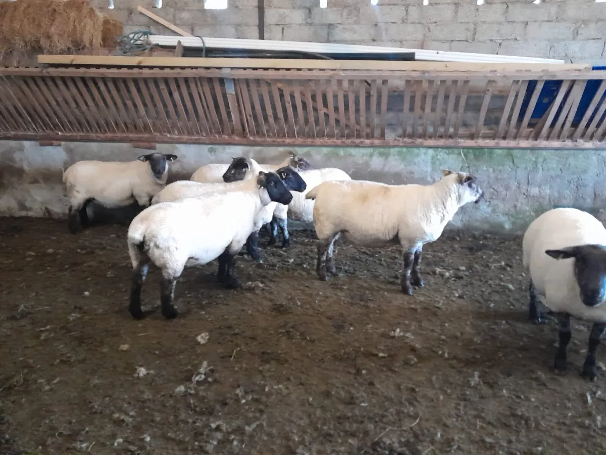 Sheep - Image 3