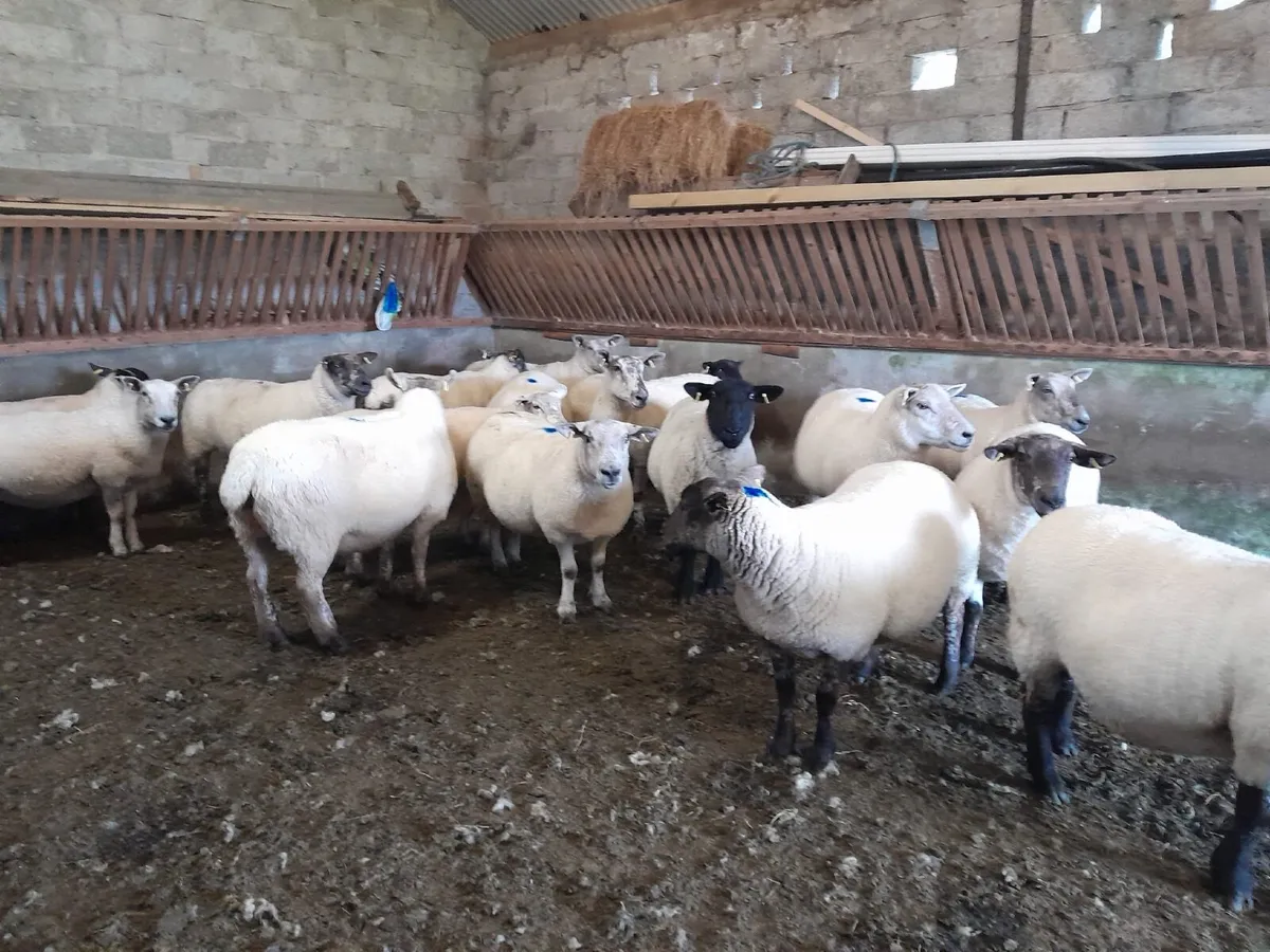 Sheep - Image 4