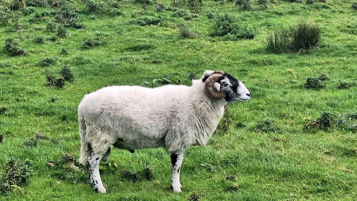 Swaledale ram - Image 3