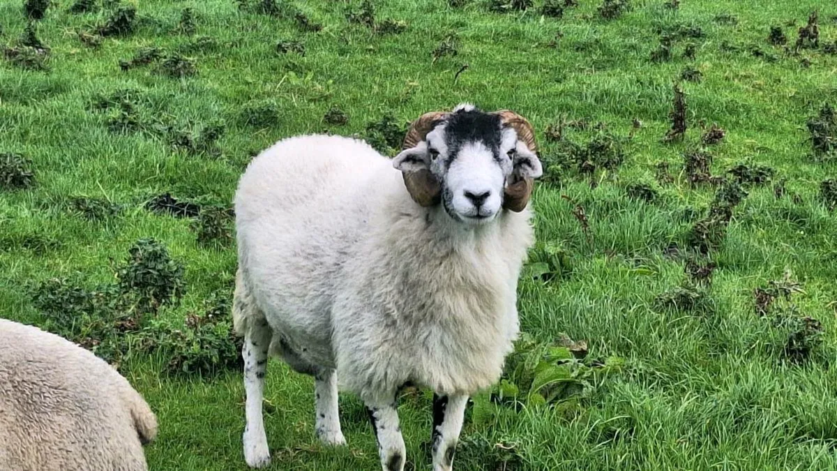 Swaledale ram - Image 4