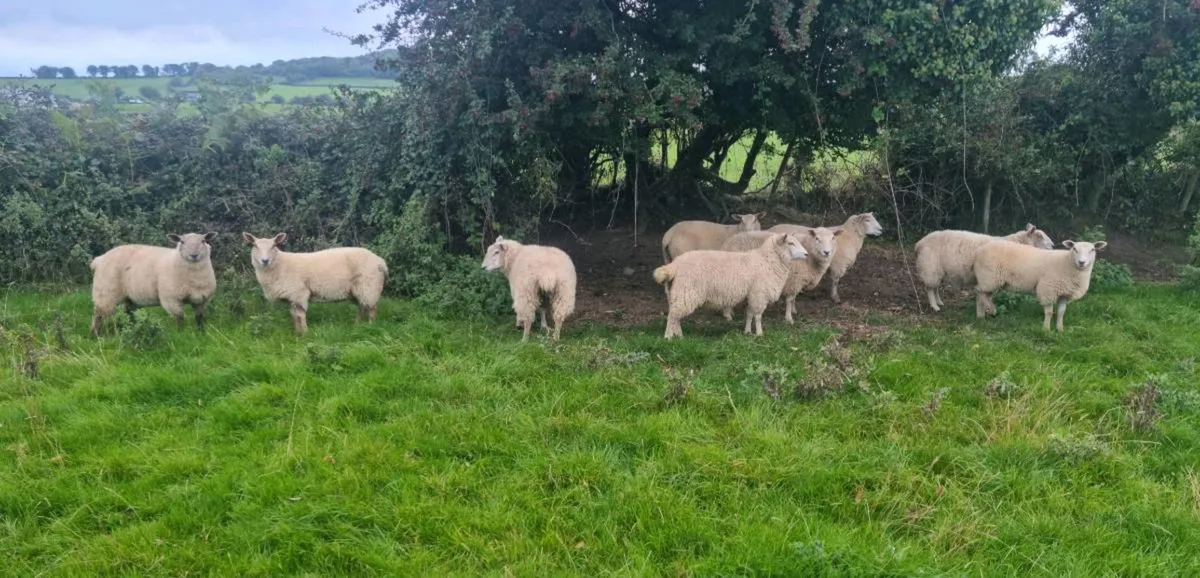 Ewe + Ram Lambs - Image 1