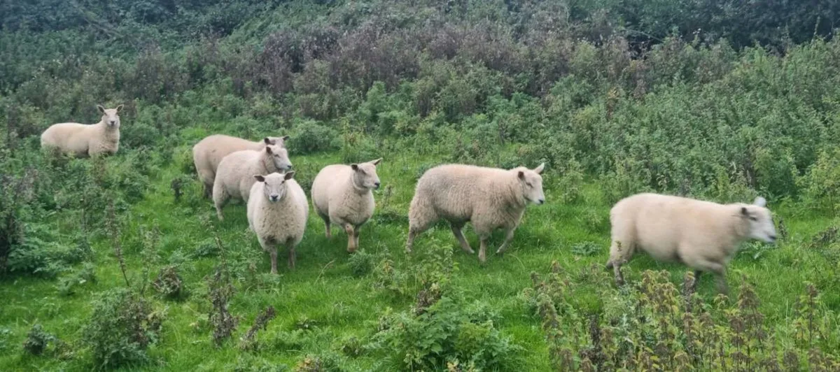 Ewe + Ram Lambs - Image 3