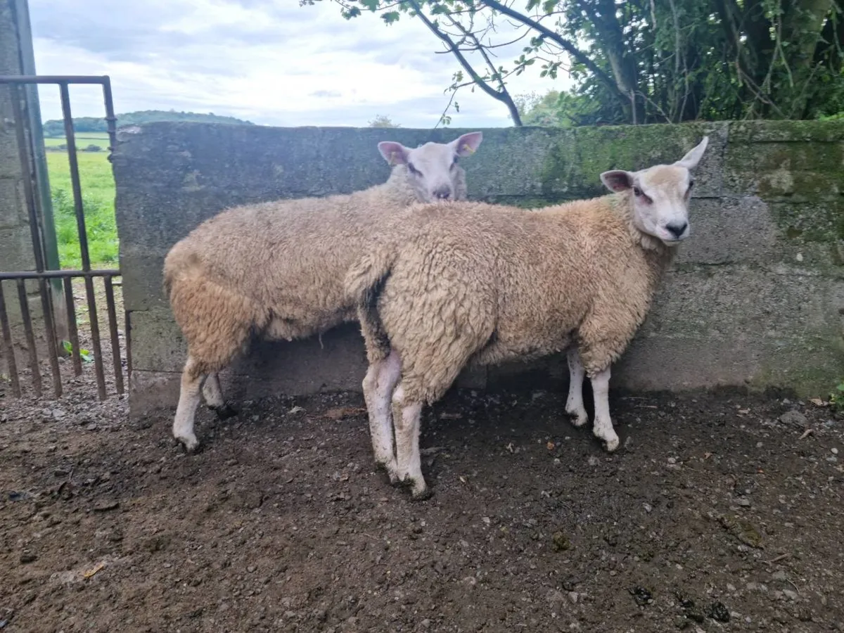 Ewe + Ram Lambs - Image 4