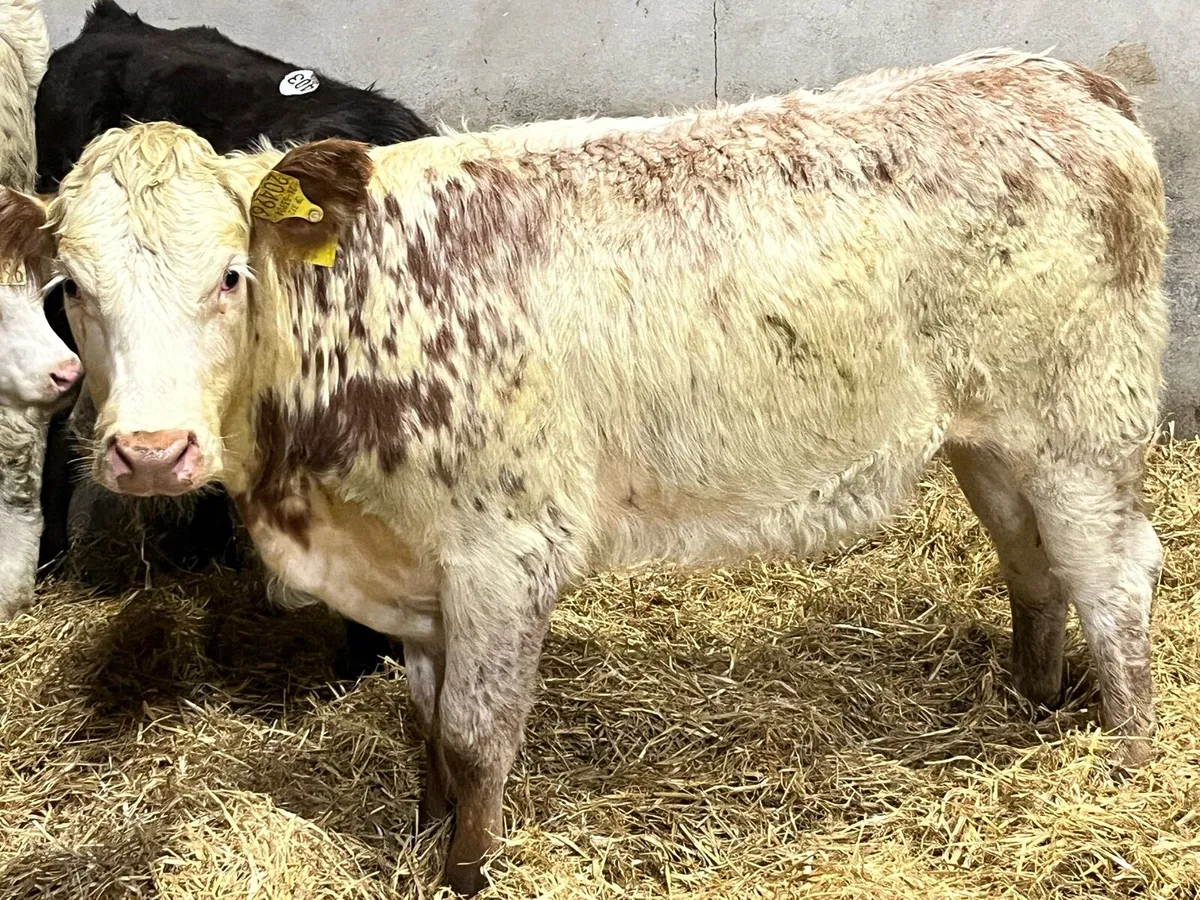Super Red Roan LIM Heifer Weanlings - Image 1
