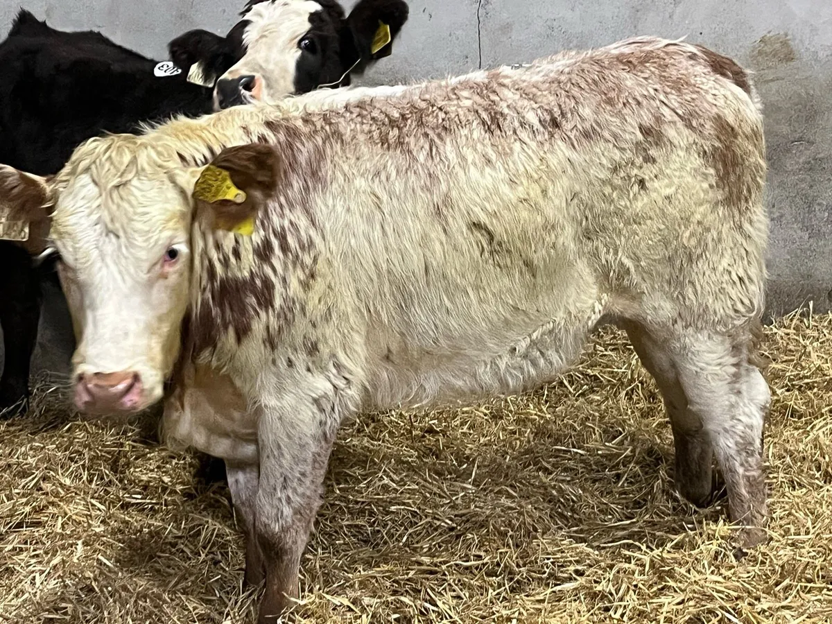 Super Red Roan LIM Heifer Weanlings - Image 2