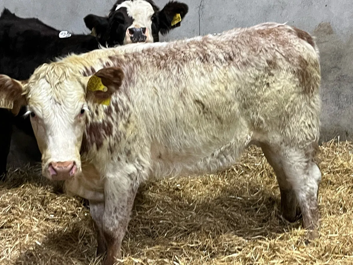 Super Red Roan LIM Heifer Weanlings - Image 3