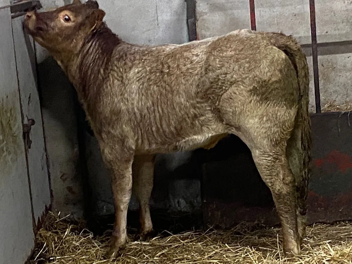 Super Red Roan LIM Heifer Weanlings - Image 4