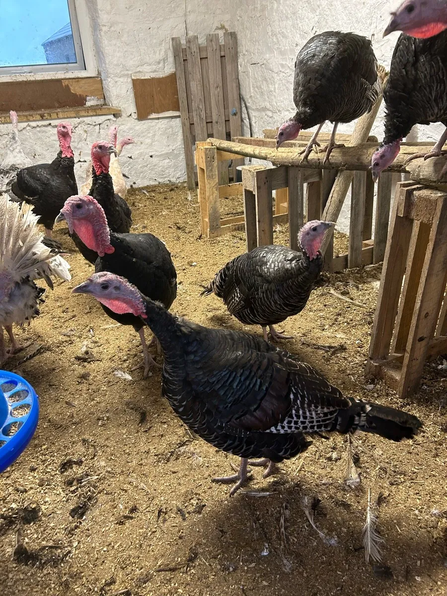 Turkeys - Image 1