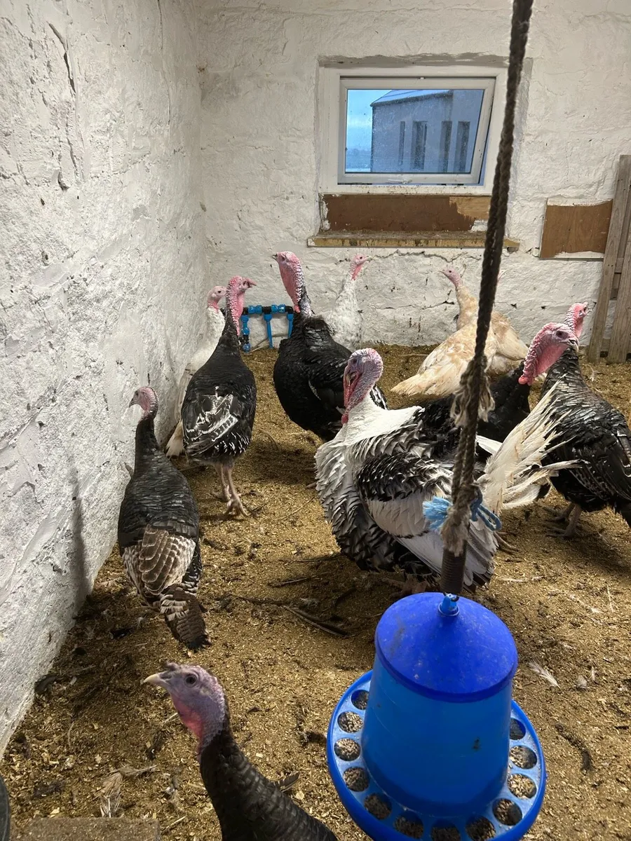 Turkeys - Image 2