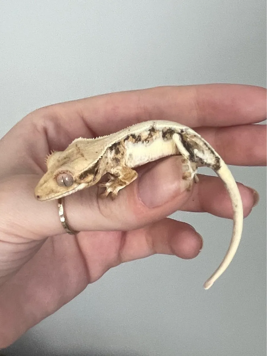 Crested Geckos - Image 2