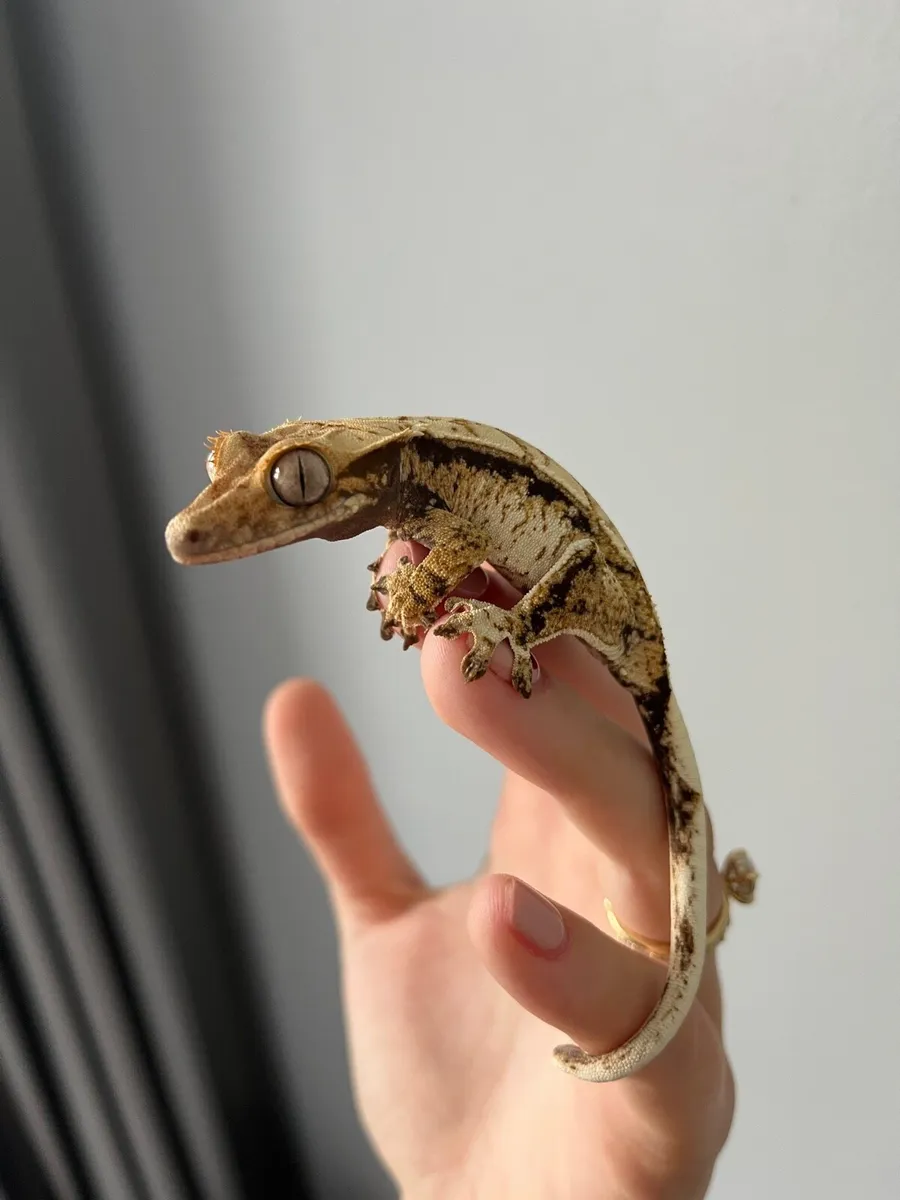 Crested Geckos - Image 4