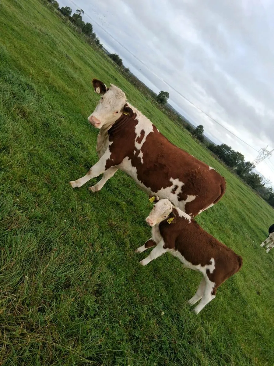 Suckler cows and calves. - Image 1