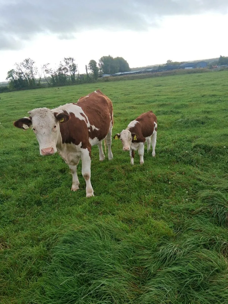 Suckler cows and calves. - Image 2