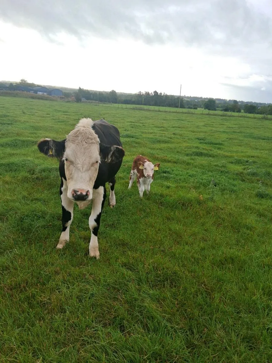 Suckler cows and calves. - Image 3