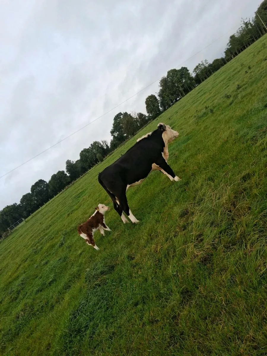 Suckler cows and calves. - Image 4