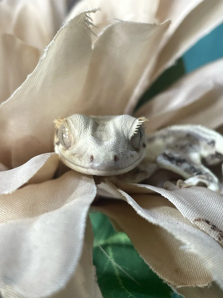 Crested Geckos - Image 1