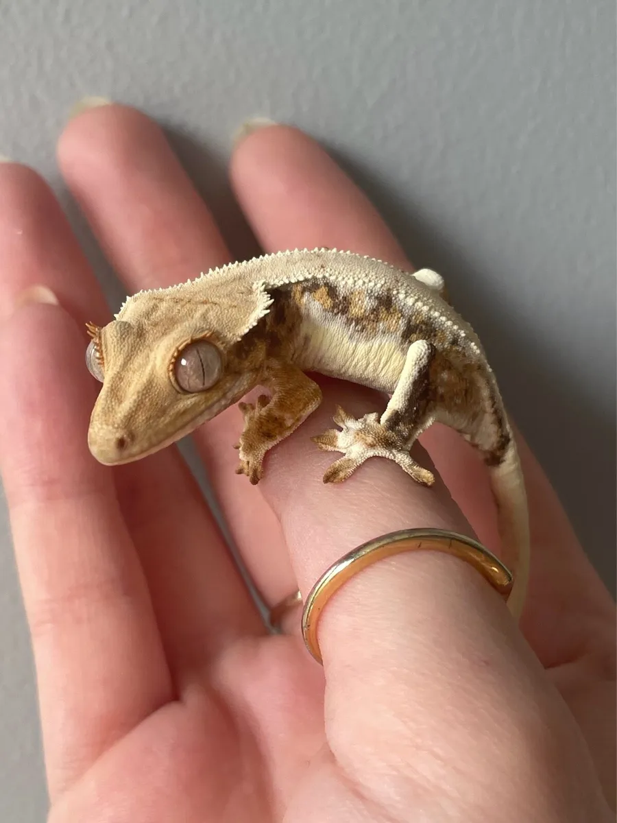Crested Geckos - Image 2