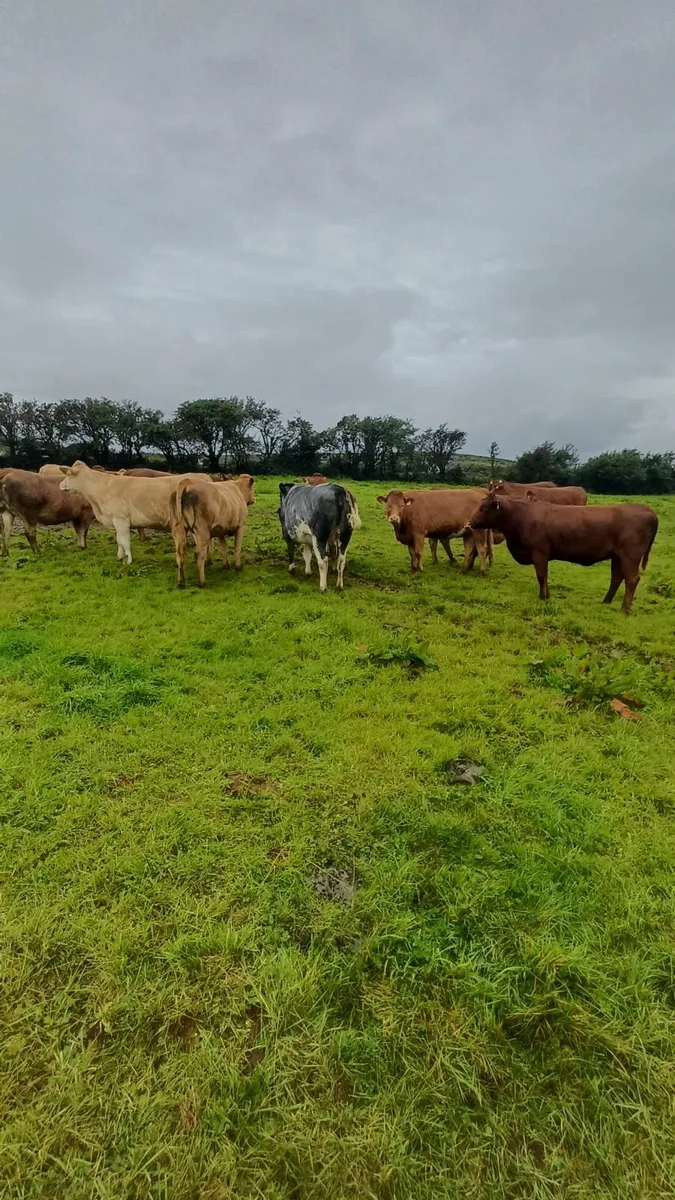 Suckler incalf heifers with genotyped stars - Image 4