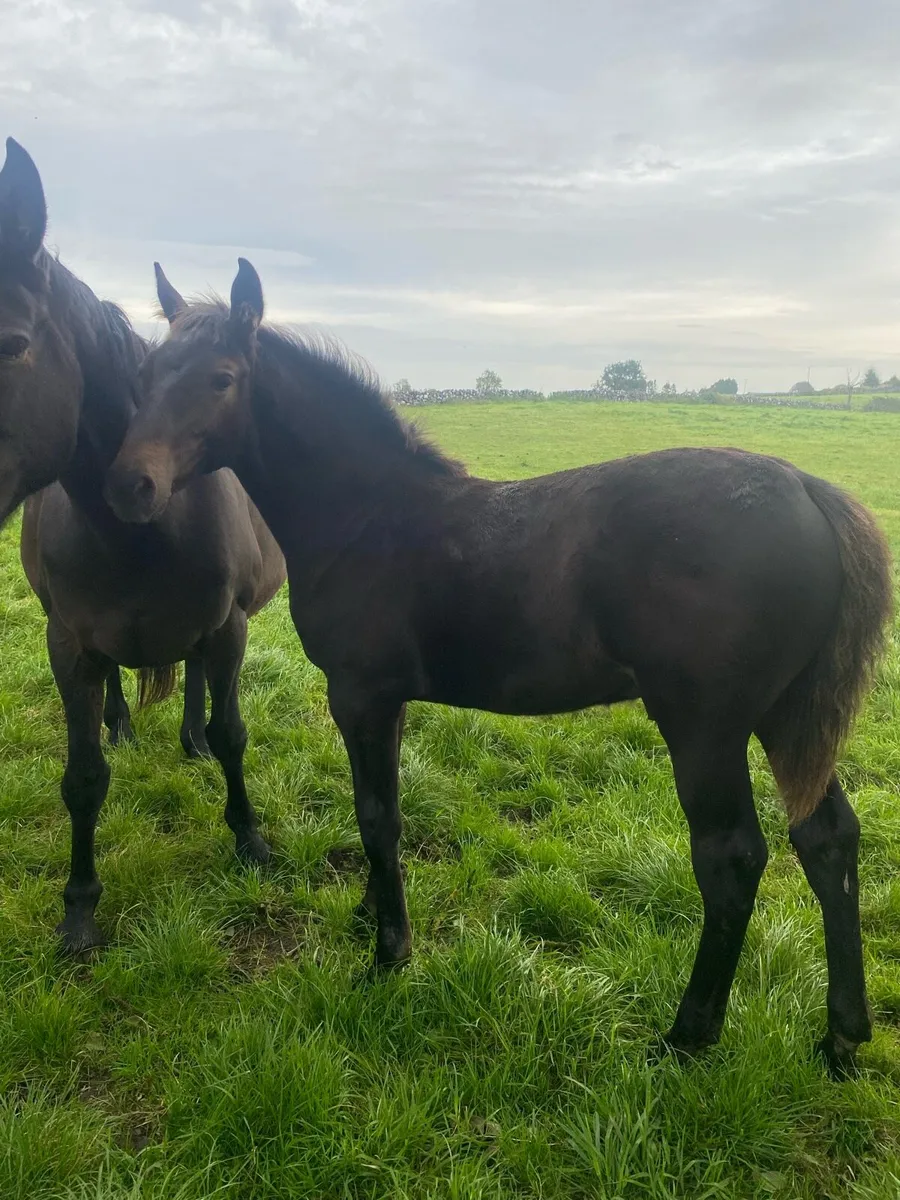 Colt foal by Phenomene Bleu VDM - Image 1