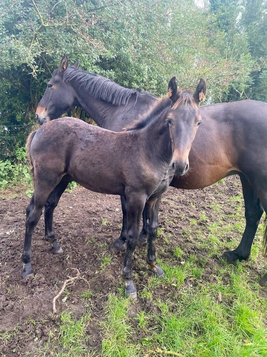 Colt foal by Phenomene Bleu VDM - Image 2