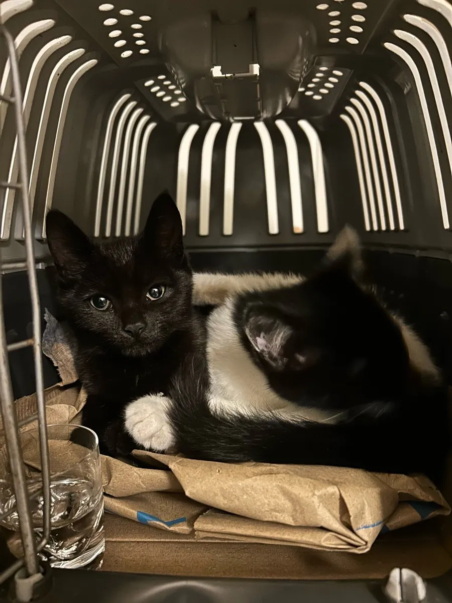 Kittens - Image 2