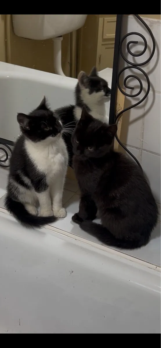 Kittens - Image 1