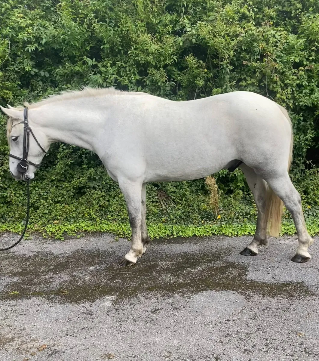 Pedigree 4 year old 14.2 gelding - Image 1
