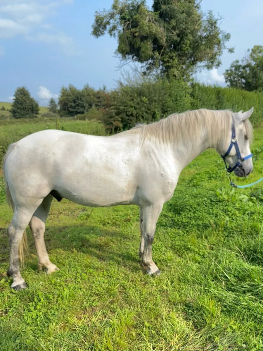 Pedigree 4 year old 14.2 gelding - Image 2