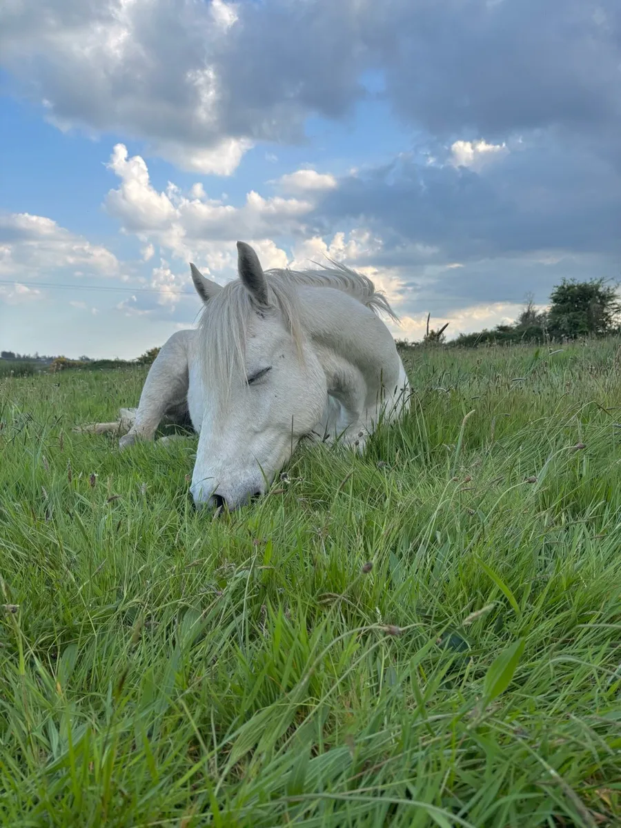 Pedigree 4 year old 14.2 gelding - Image 3
