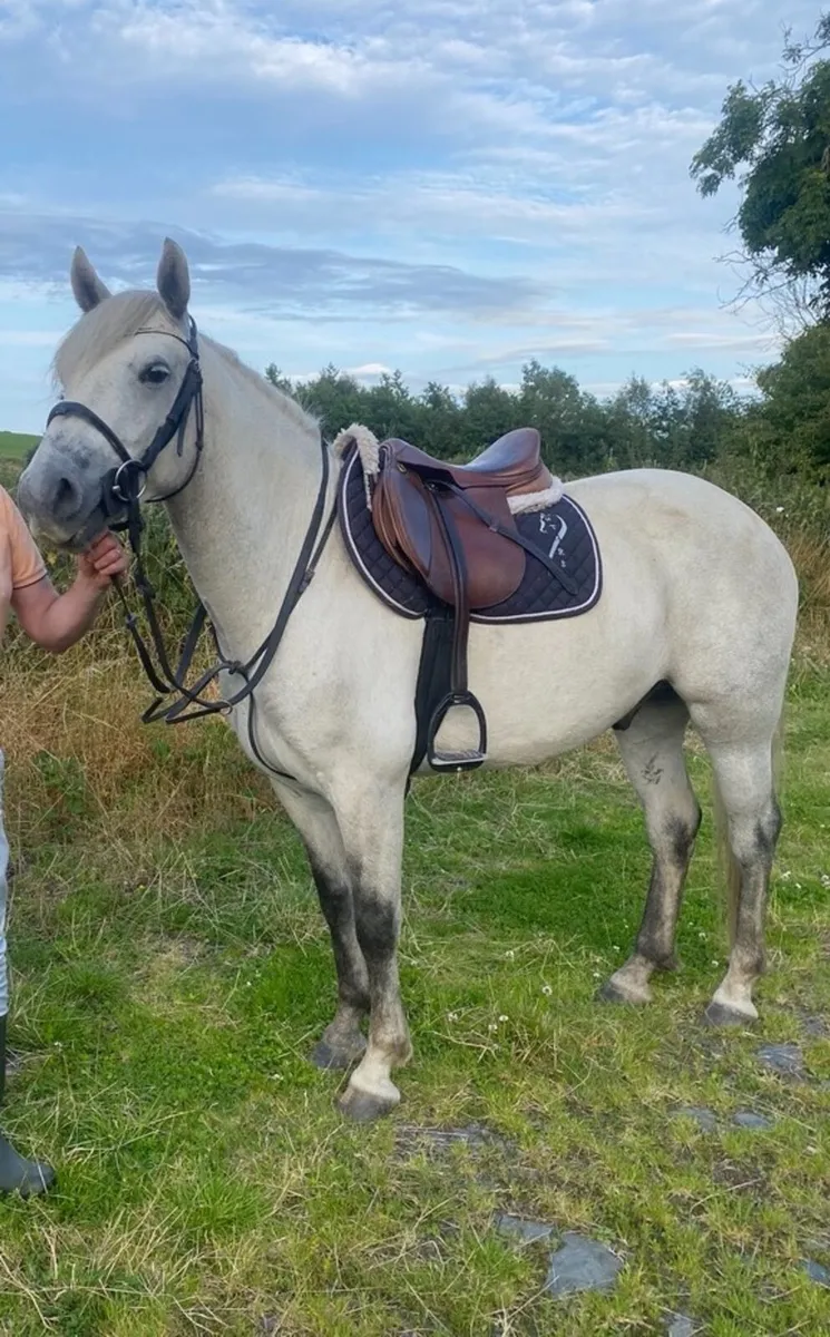 Pedigree 4 year old 14.2 gelding - Image 4