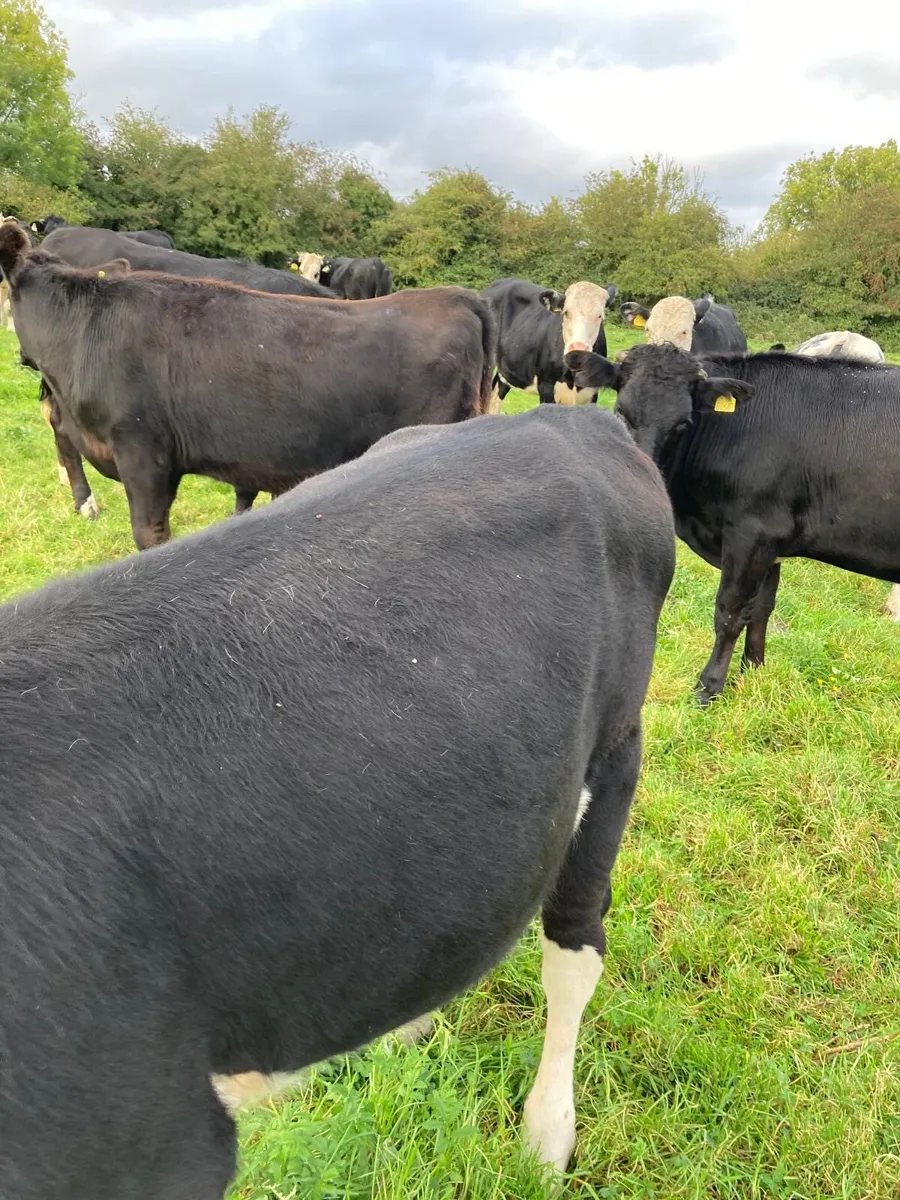 12 Heifers for sale - Image 3