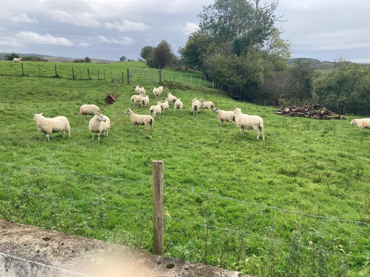 15 Hoggets For Sale - Image 2