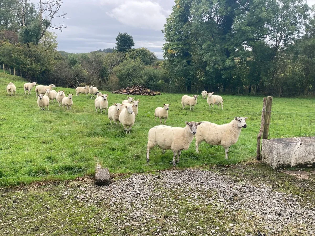 15 Hoggets For Sale - Image 3